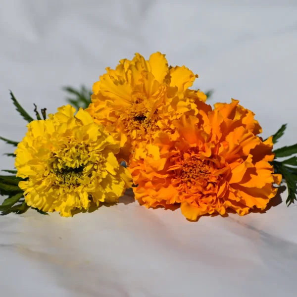 Marigold Flowers 5stk.
