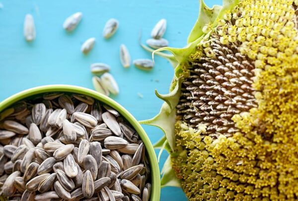 Sunflower Seed Raaj